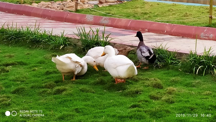 Duck