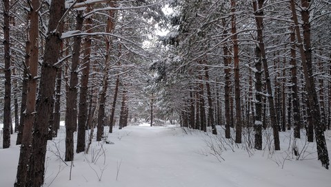 winter forest
