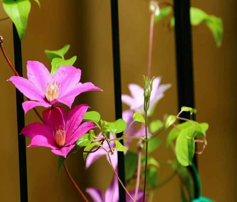 Flowers on the trellis