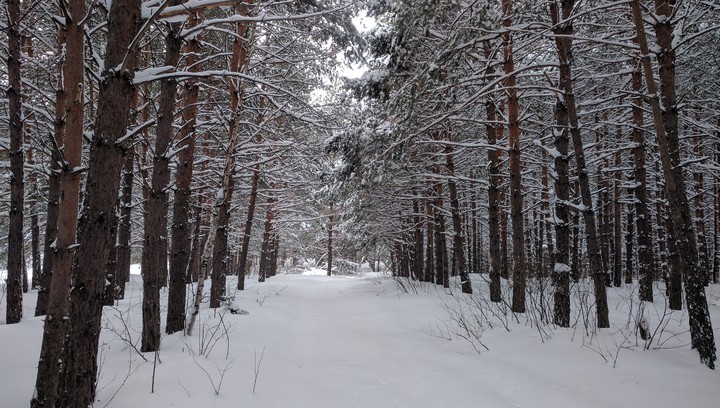 winter forest