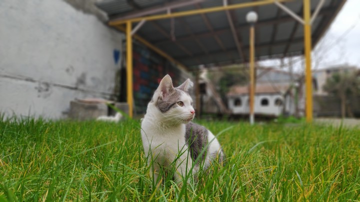 koki