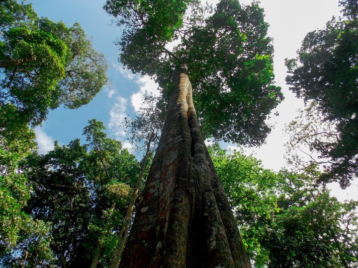 Tree Free