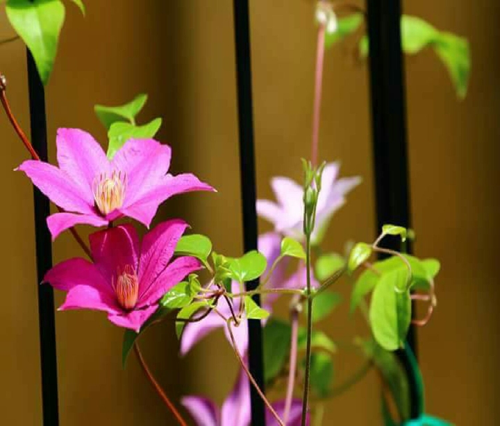 Flowers on the trellis