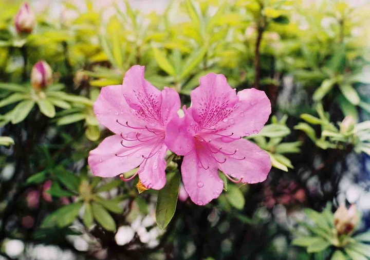 Rhododendron
