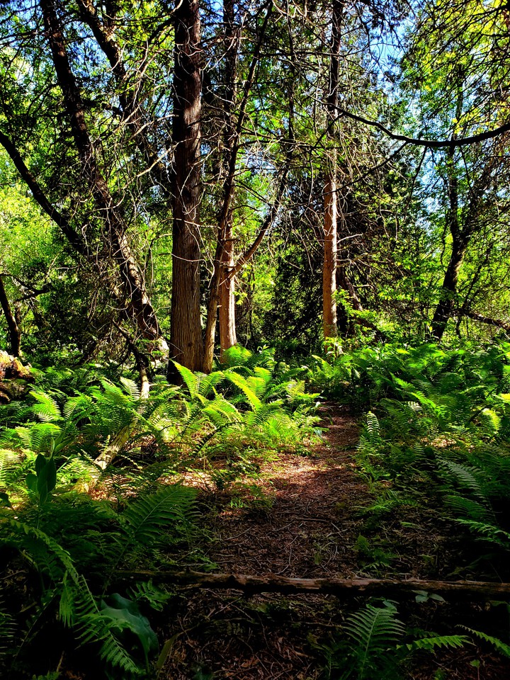 Forest evergreen
