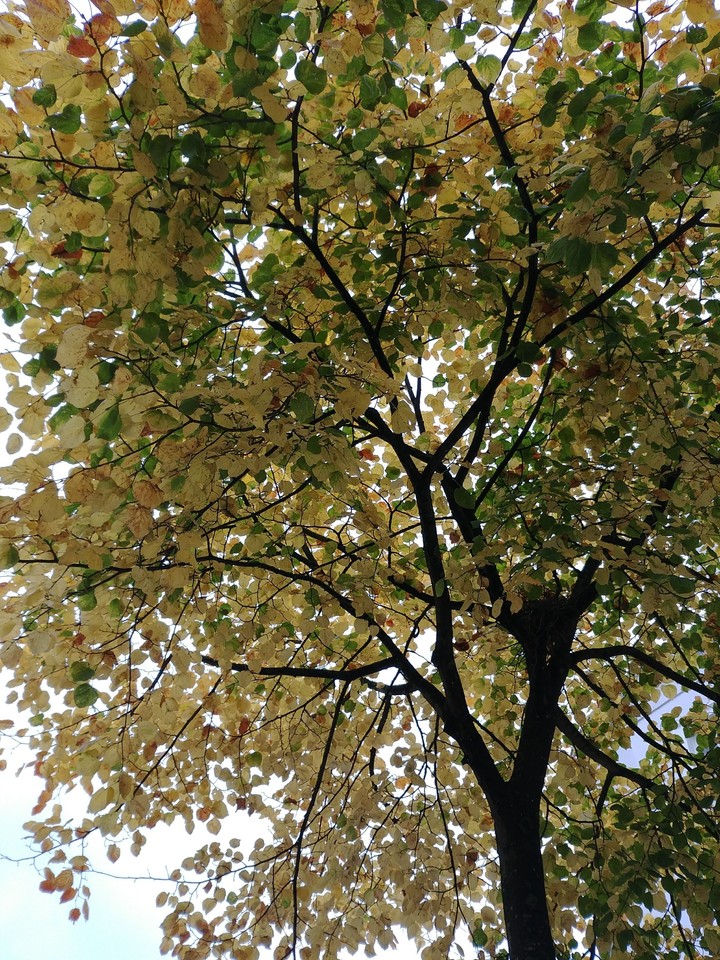 tree