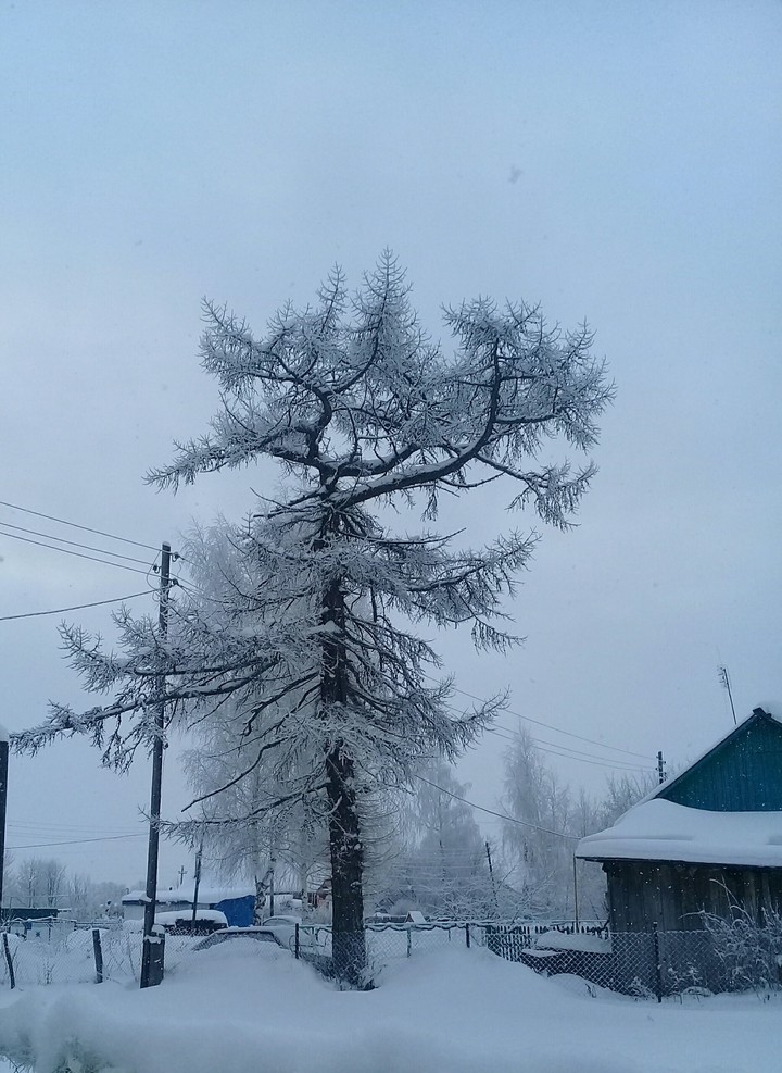хвойное