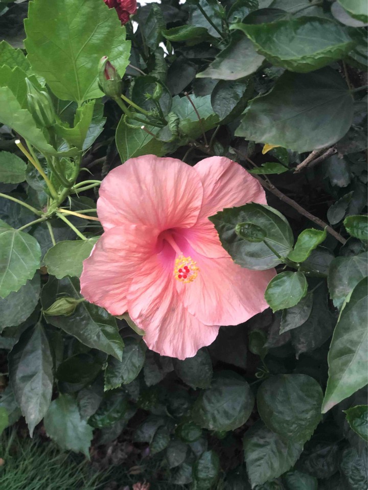 solitary flower