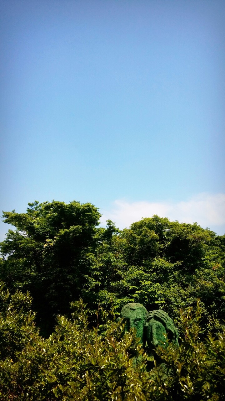 tree and sky