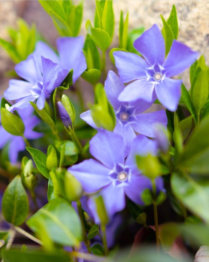 Vinca minor