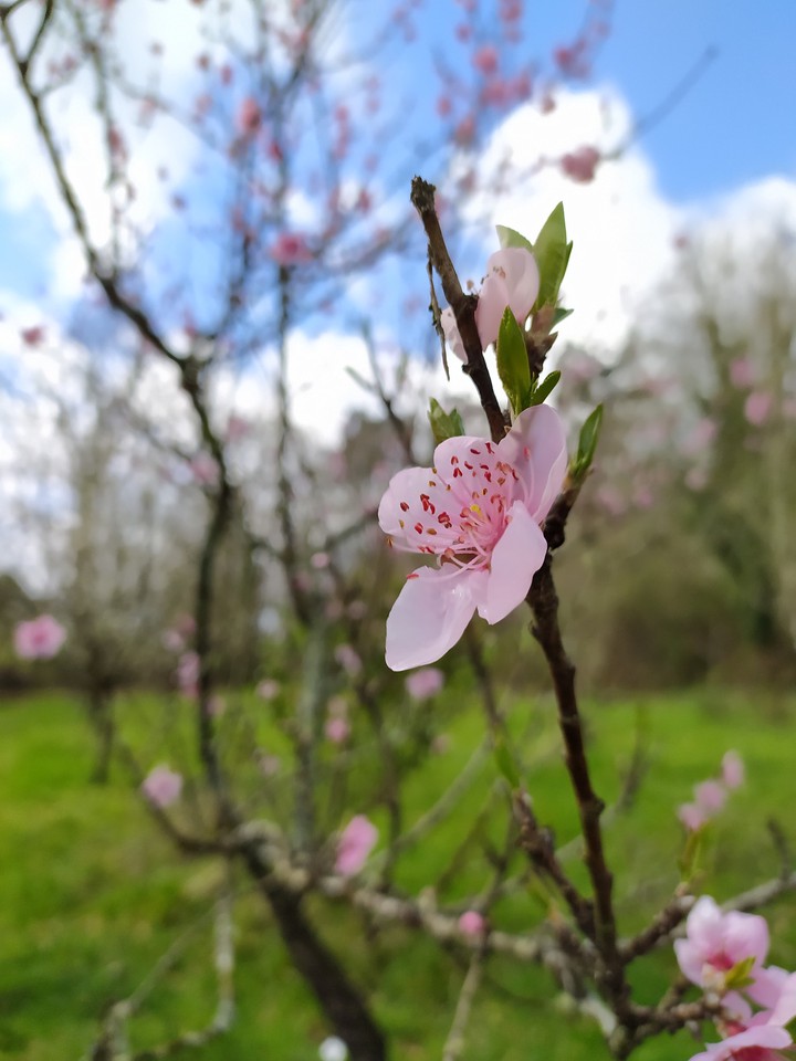 cherry tree