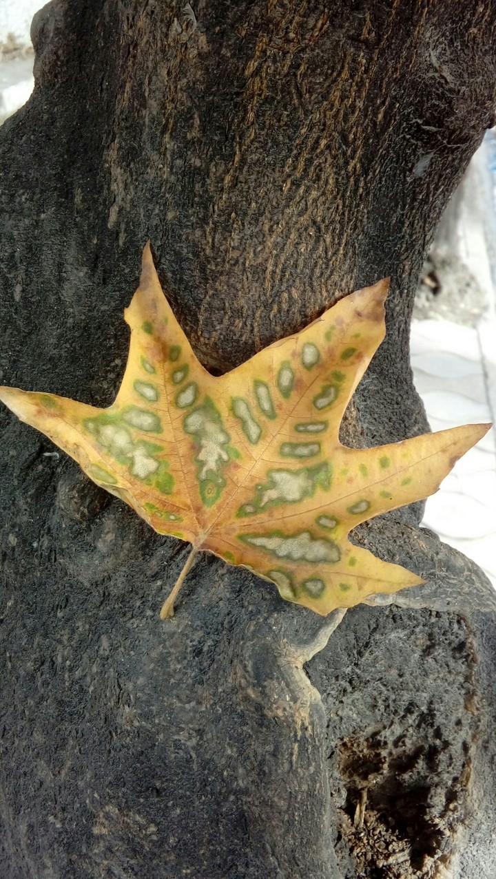 برگ