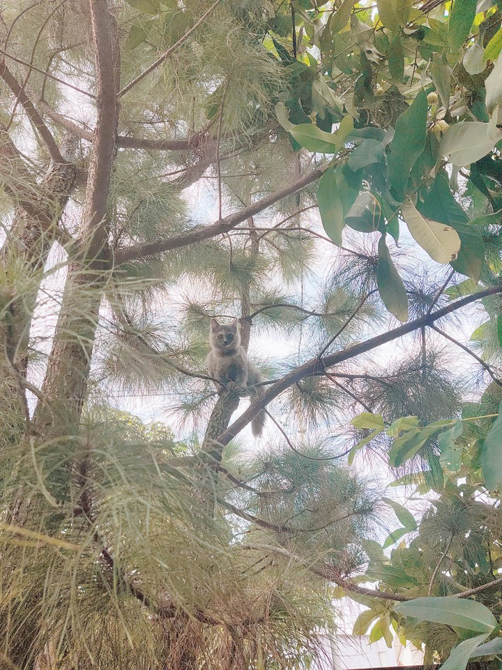 cat on the tree