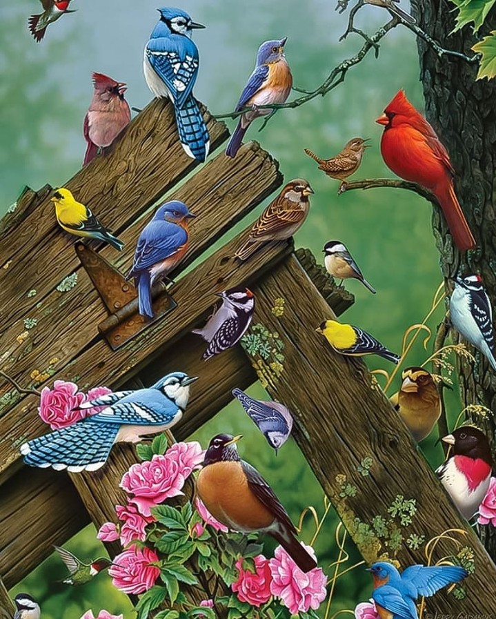 bird 