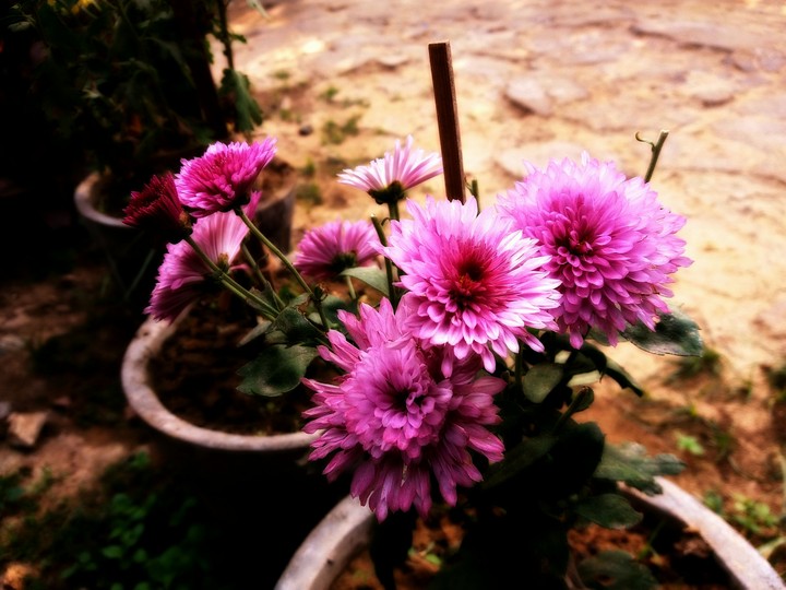 Pink flower