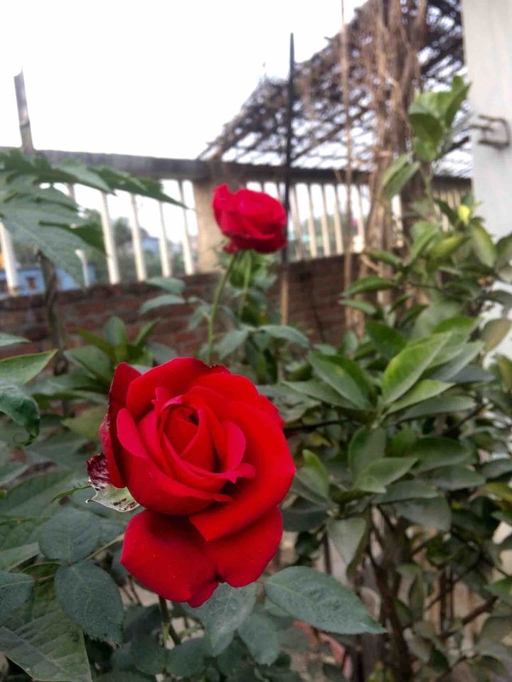 #rose