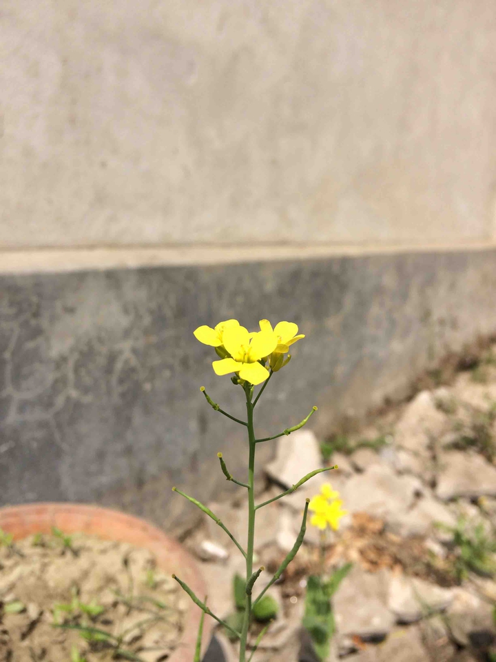 #flower