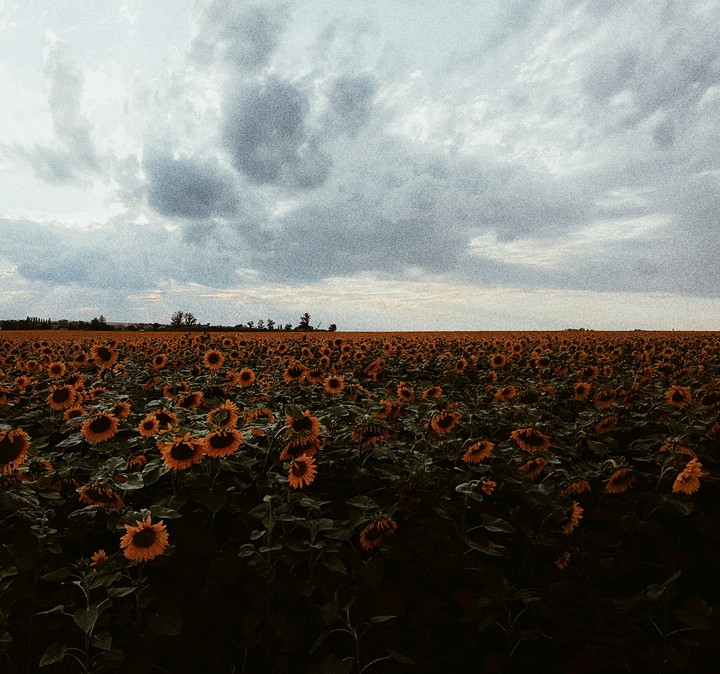 #sunflowers