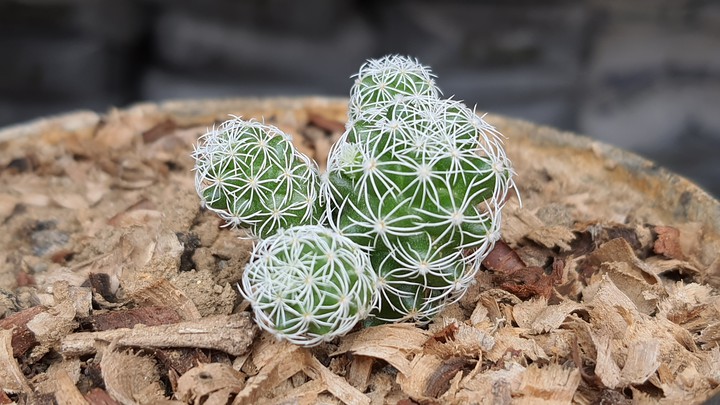 Cactus