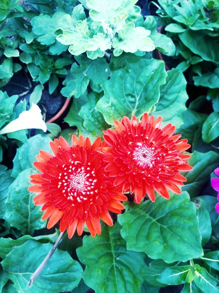 Flower