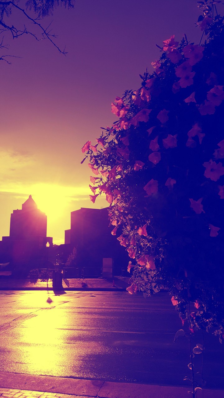 Hanging Flowers