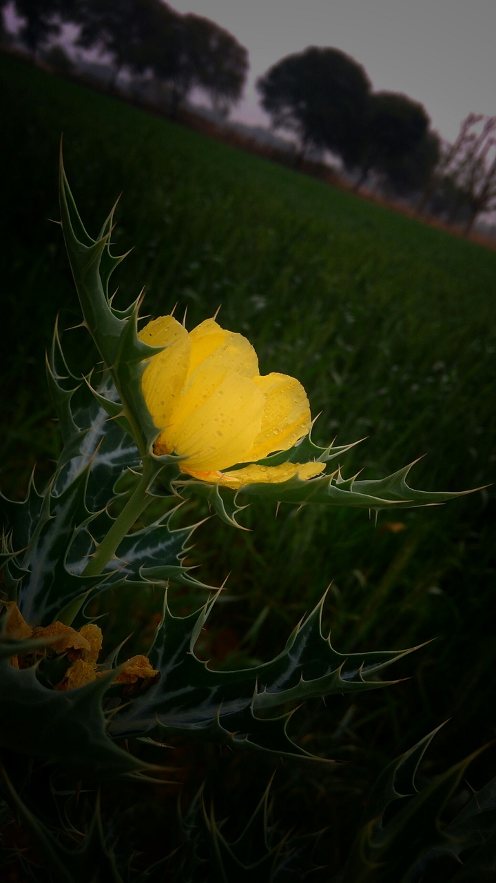 flower