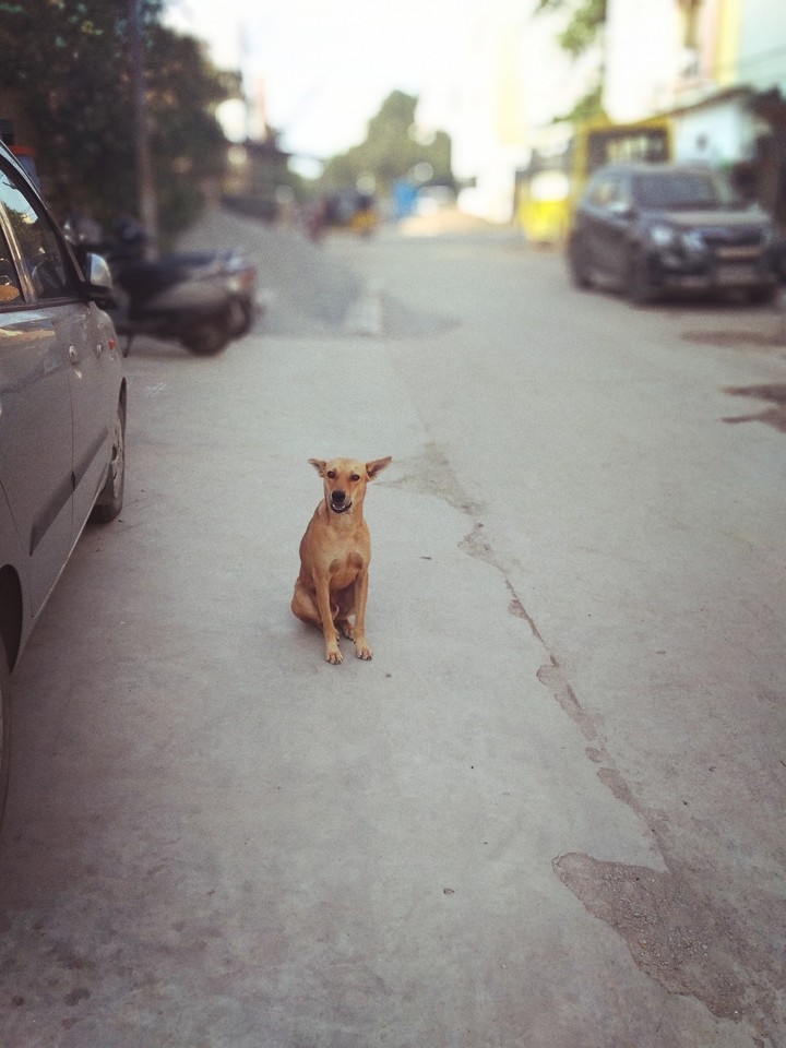 street dog