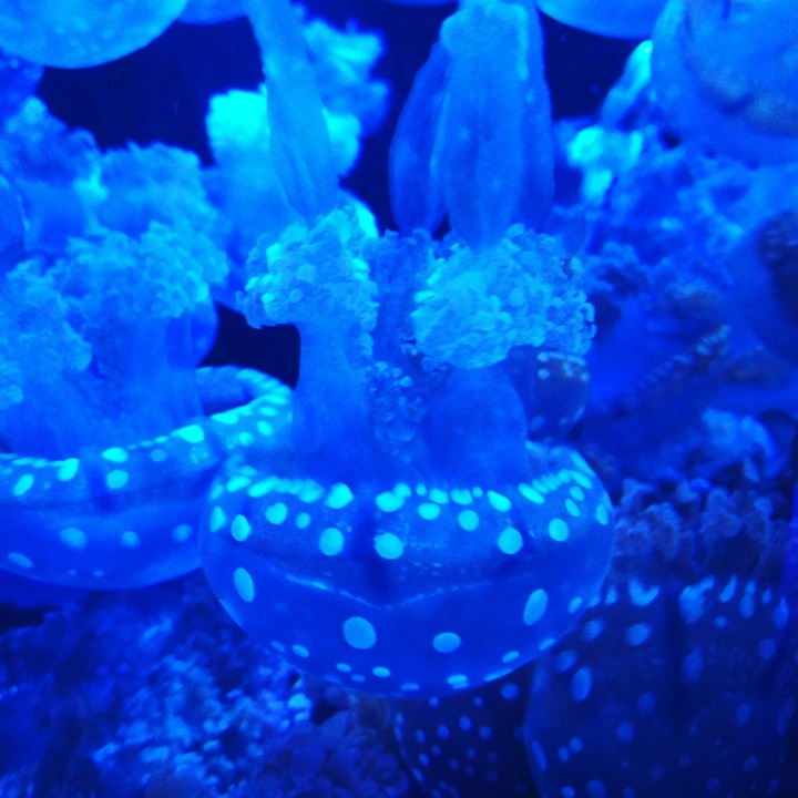 Jelly!