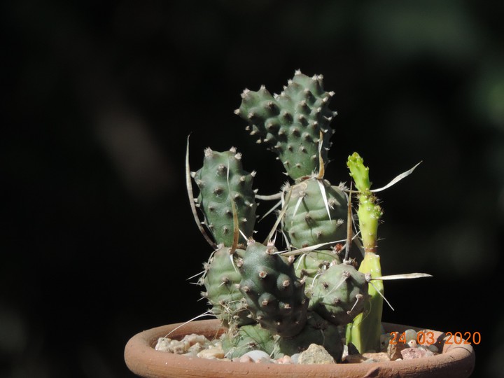 Cactus
