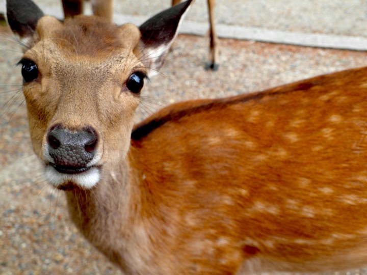 Dear deer
