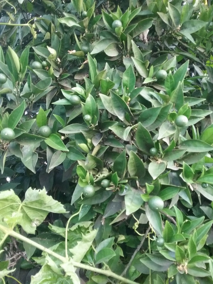baby green citrus