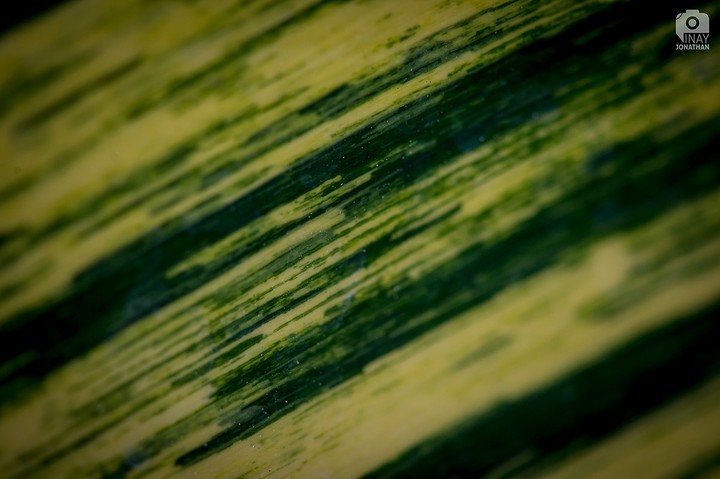 Nature Patterns