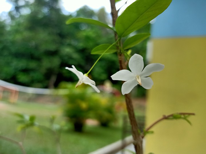 flowers