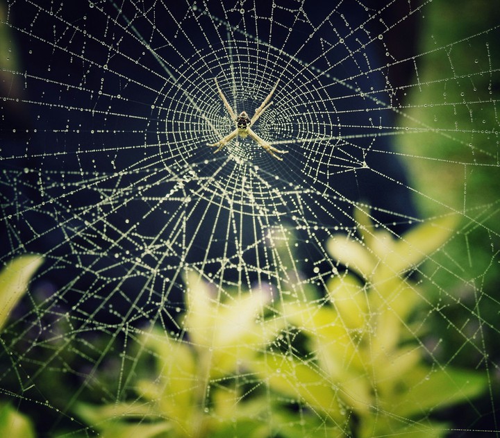 Spider