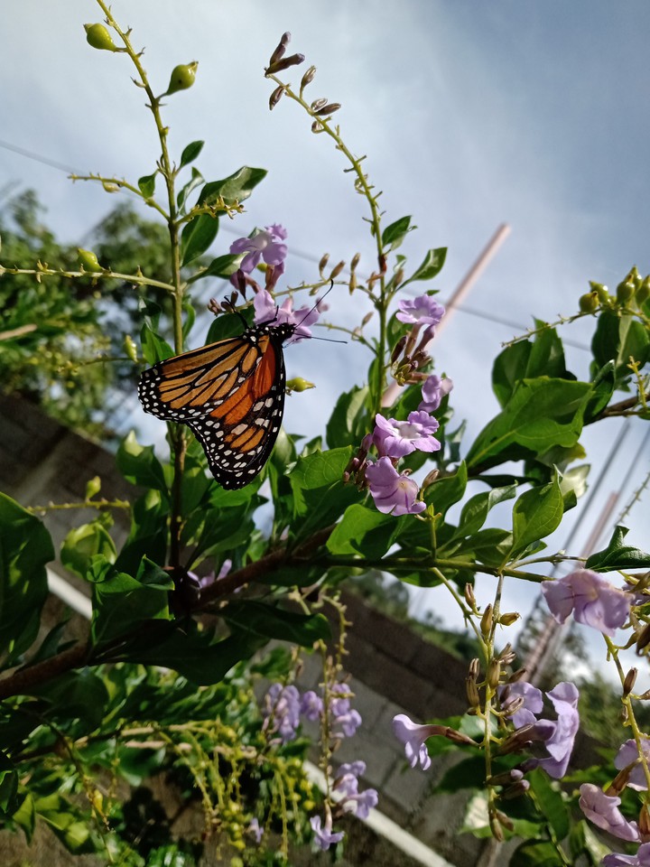 butterfly