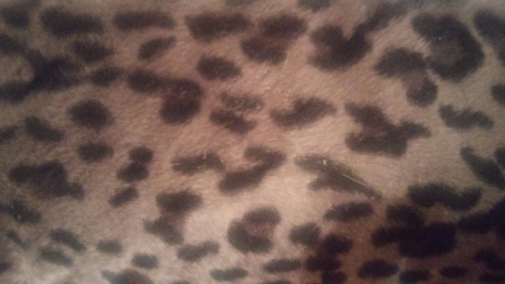 CheetahSkin