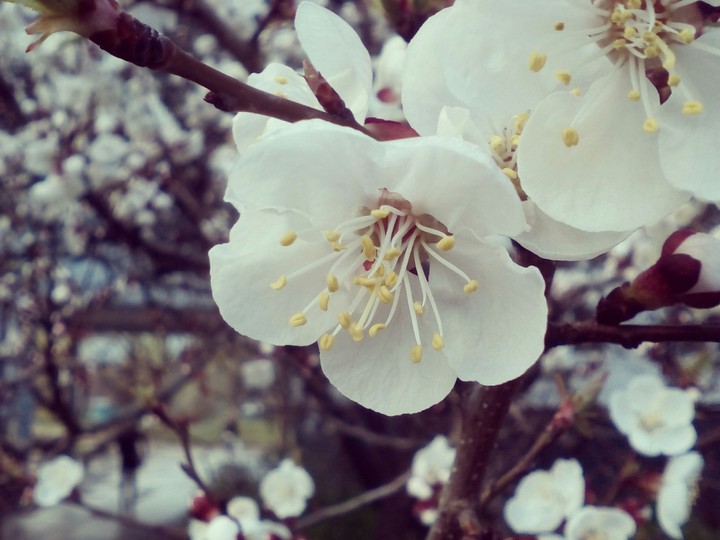 apricot in the blossom