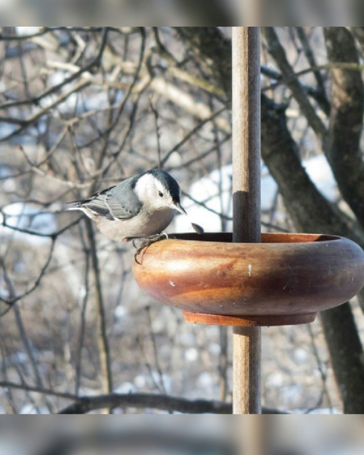 hungry bird