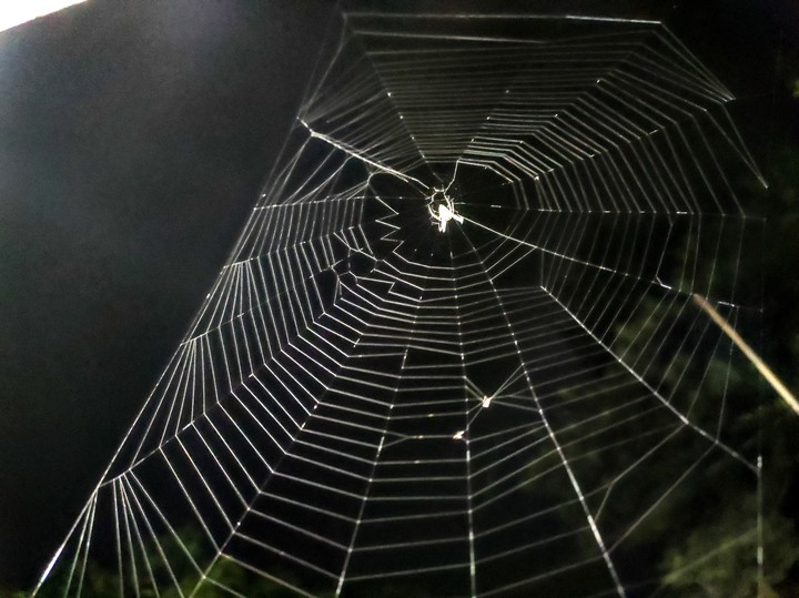 spider web
