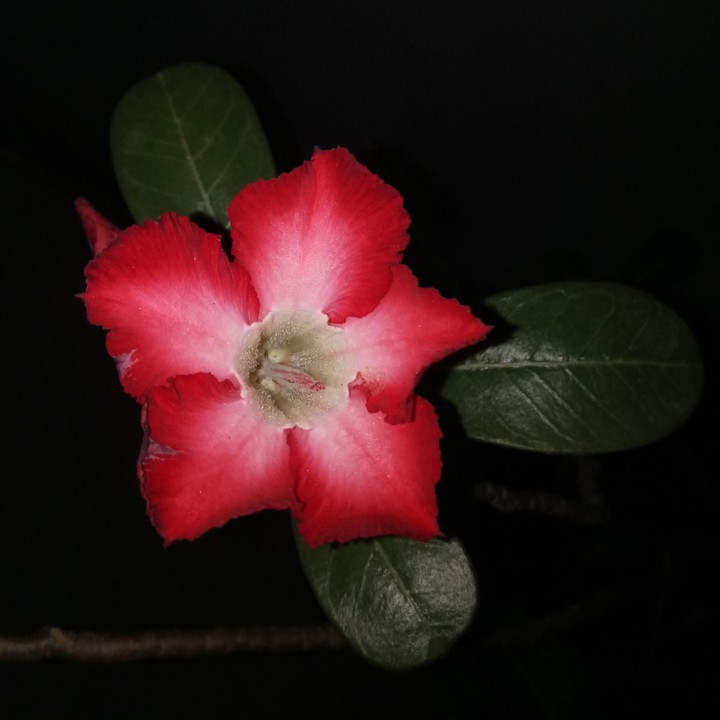 Kamboja Flower