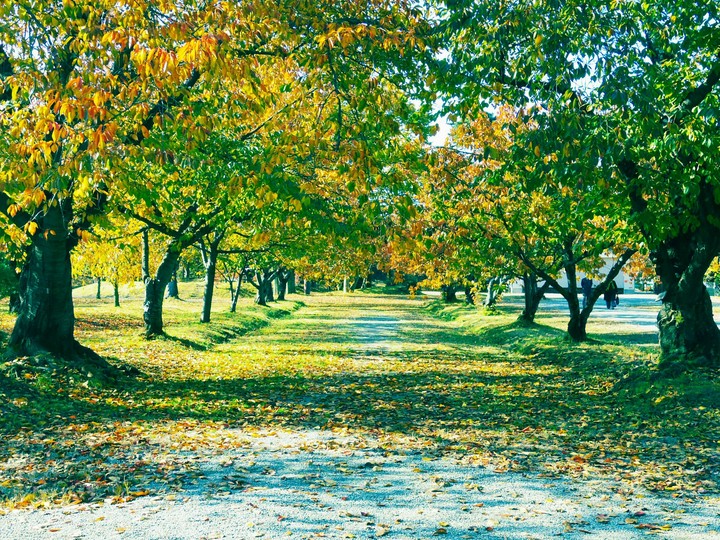 公園の道