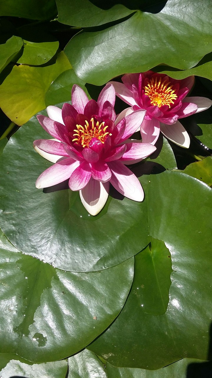 colourful water lilies