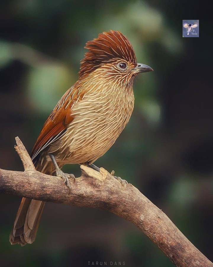 bird