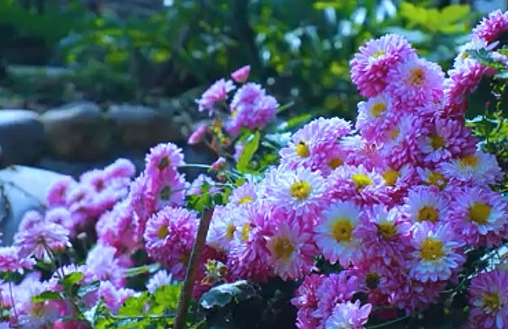 beautiful flowers