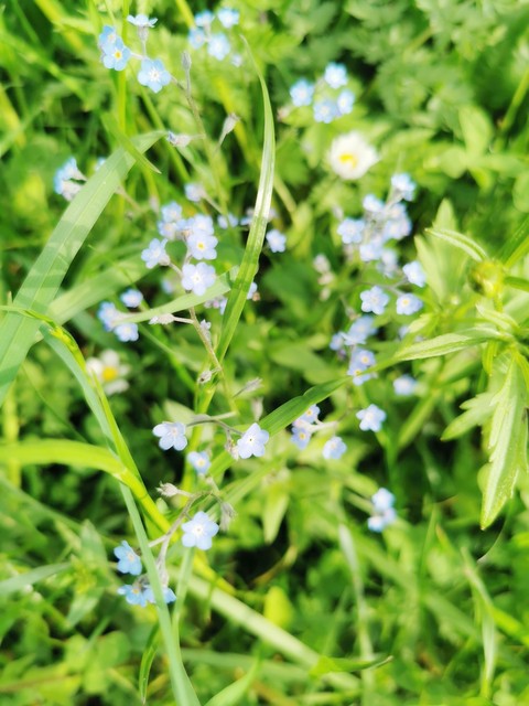 little Blue Flowers