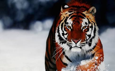 tigre