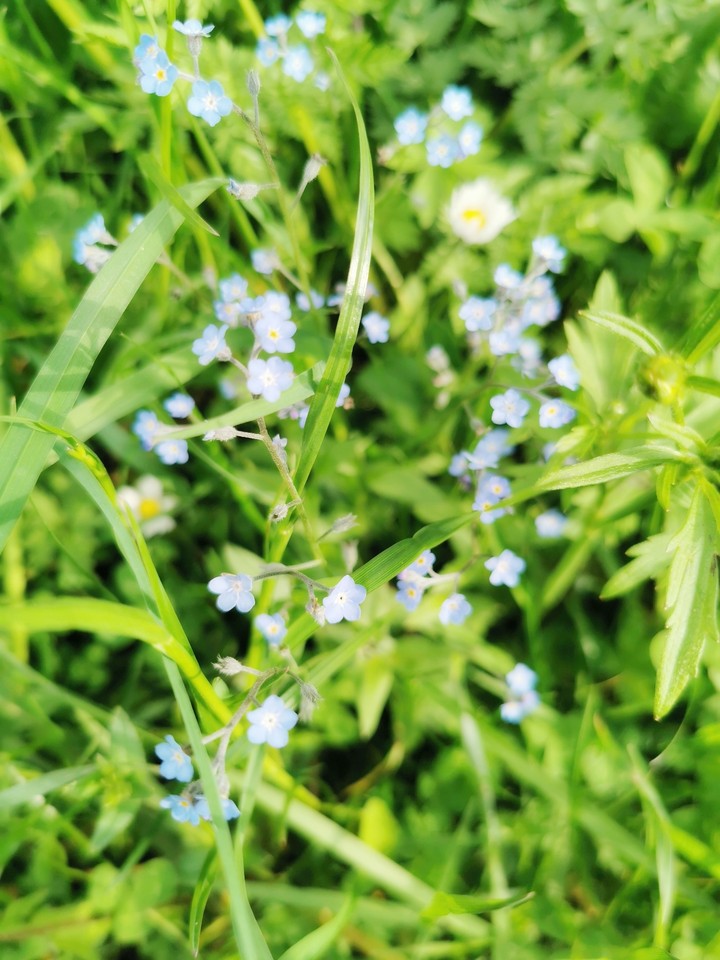 little Blue Flowers