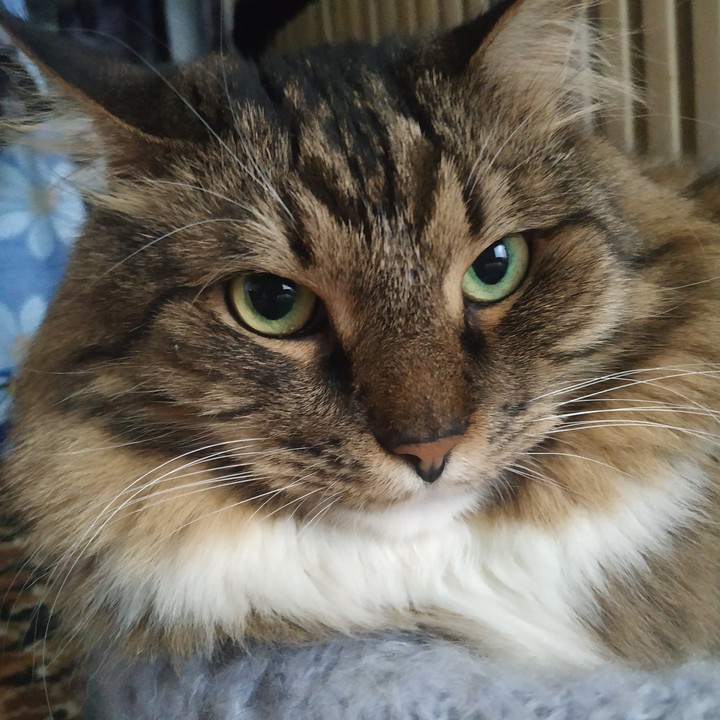 fun cat
