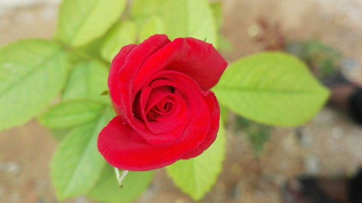 Rose..