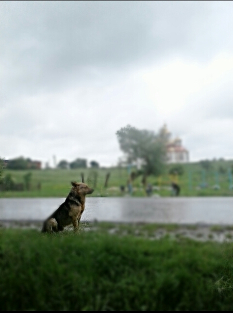 loyal dog